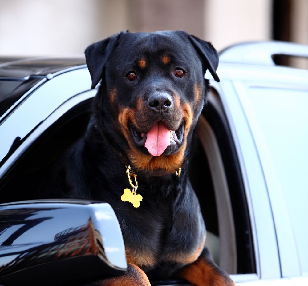 Curbside Check-Ins and Puppy Parasites